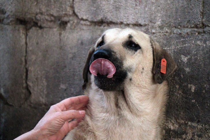  Bu halde bulunmuştu! Hayvanseverlerin şefkati Kuyu'yu hayata döndürdü G4