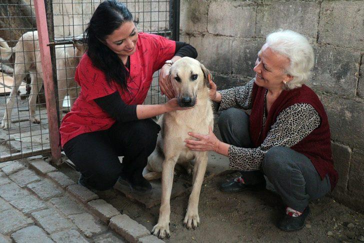  Bu halde bulunmuştu! Hayvanseverlerin şefkati Kuyu'yu hayata döndürdü G5
