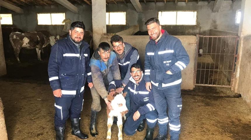 Doğum yapmakta zorlanan ineğin imdadına VEDAŞ ekipleri yetişti
