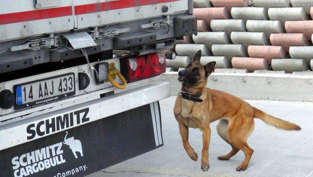 Narkotik köpeği Kiraz, TIR'da 131 kilogram skunk buldu