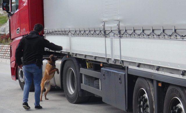 Narkotik köpeği Kiraz, TIR'da 131 kilogram skunk buldu
