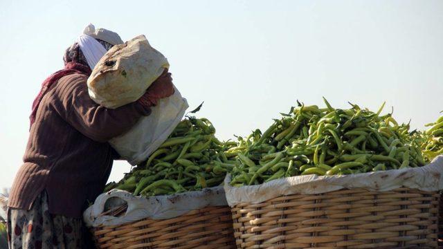 Biber Mart ayında hem el hem de ağız yaktı