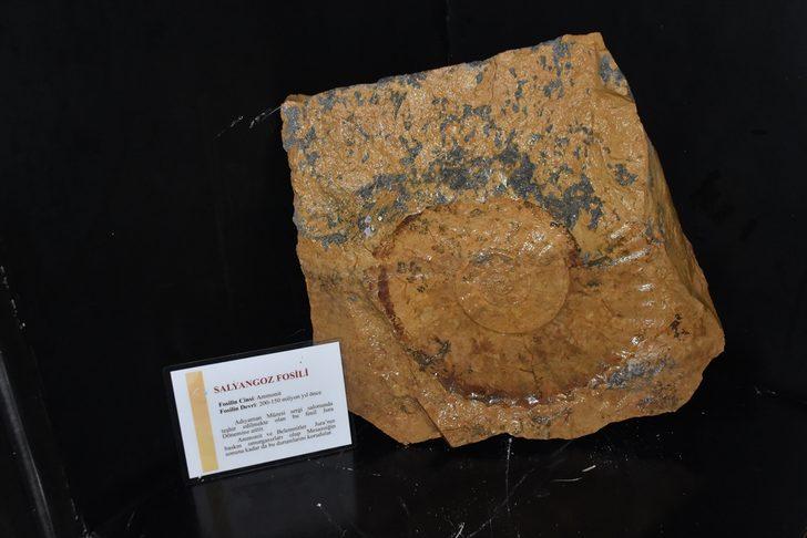 Salyangoz sanılan fosilin 200 milyon yıllık Ammonit olduğu anlaşıldı G5