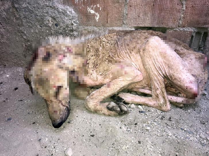  Bu halde bulunmuştu! Hayvanseverlerin şefkati Kuyu'yu hayata döndürdü G1