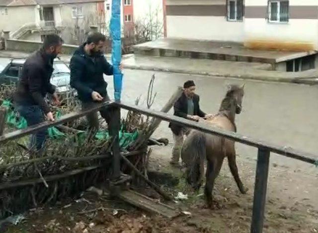 Mahsur kalan atı vatandaşlar kurtardı