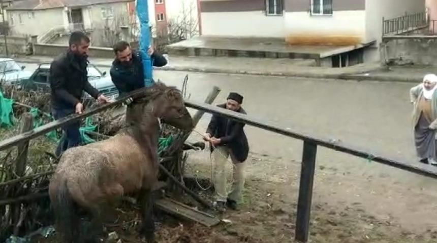 Mahsur kalan atı vatandaşlar kurtardı