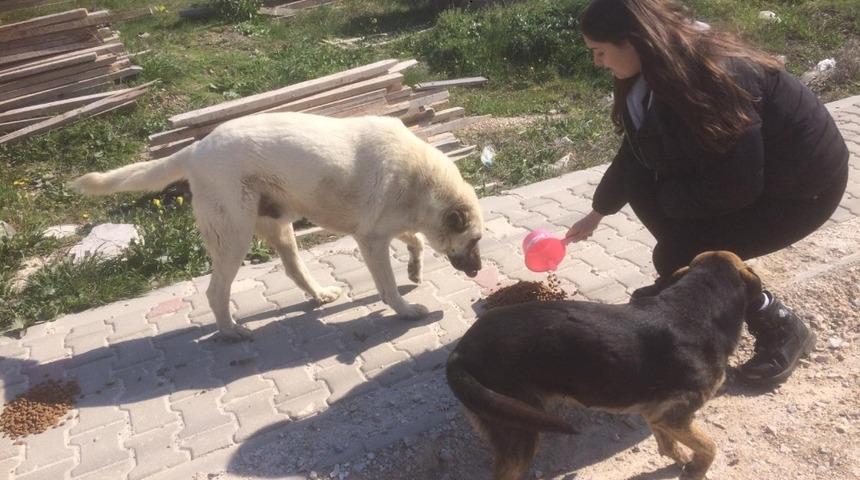 Lapseki&rsquo;de sokak hayvanlarını elleriyle beslediler