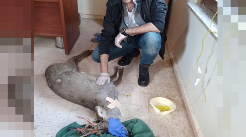 Eskişehir sınırlarında ilk kez Karaca görüldü 