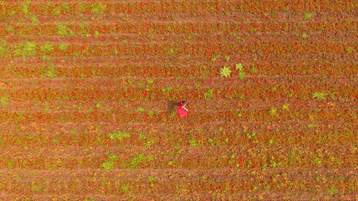 Amanos Dağları eteklerinde 'gelincik şöleni' G1