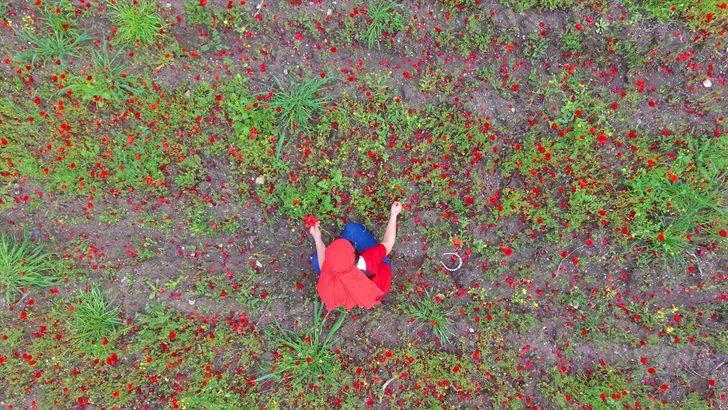 Amanos Dağları eteklerinde 'gelincik şöleni' G2