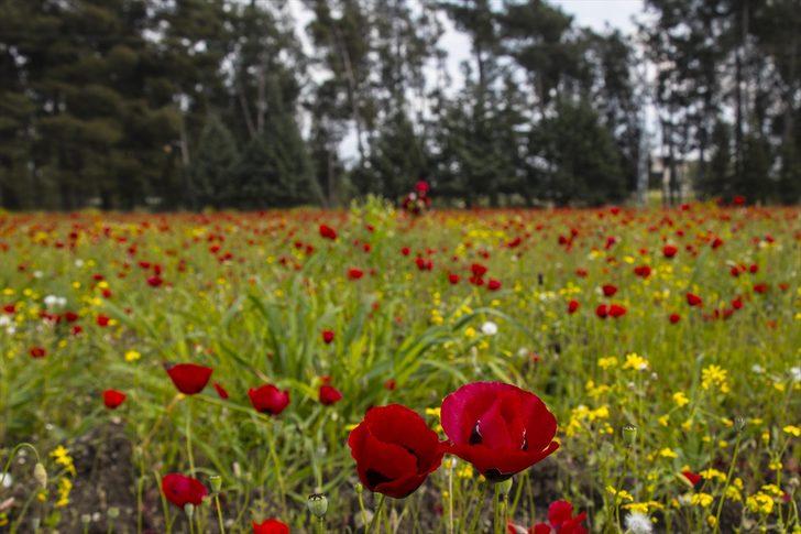 Amanos Dağları eteklerinde 'gelincik şöleni' G3