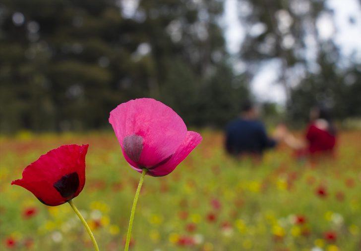 Amanos Dağları eteklerinde 'gelincik şöleni' G4