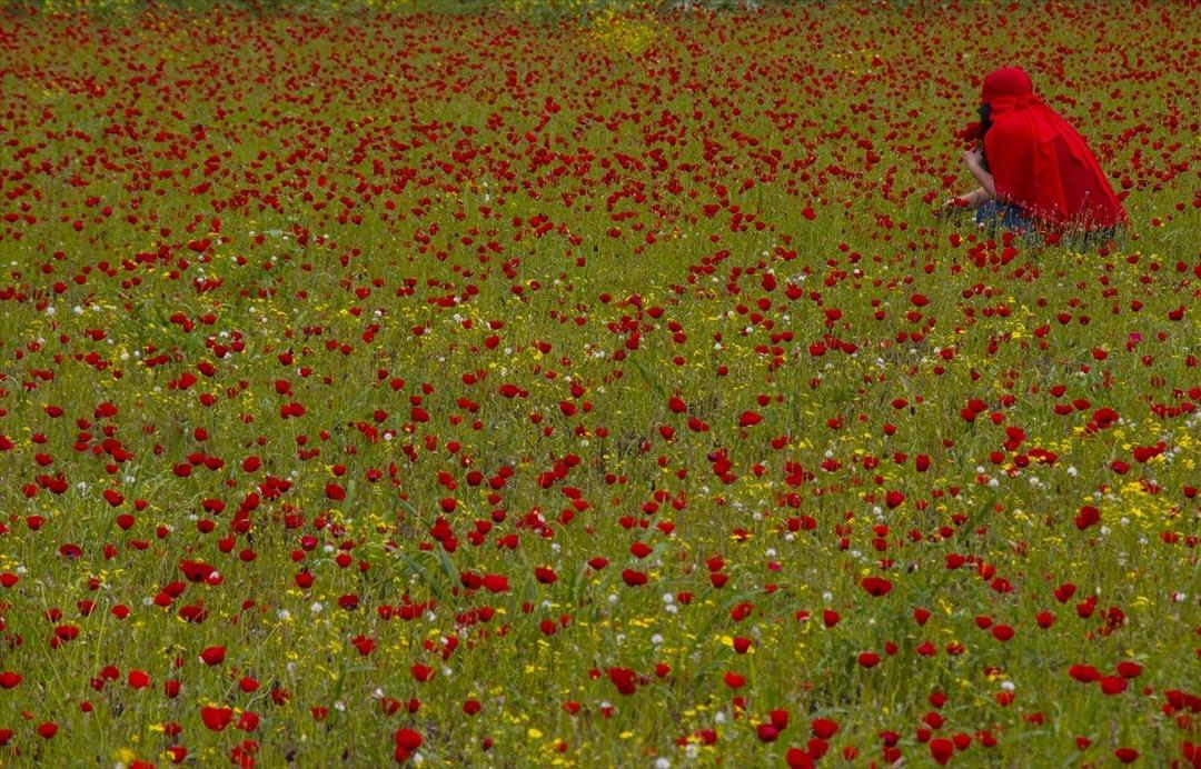 Amanos Dağları eteklerinde 'gelincik ş&ouml;leni'