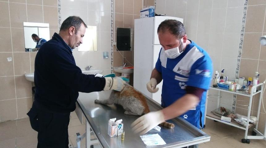 Hakkari&rsquo;de sokak havanlarına şefkat eli