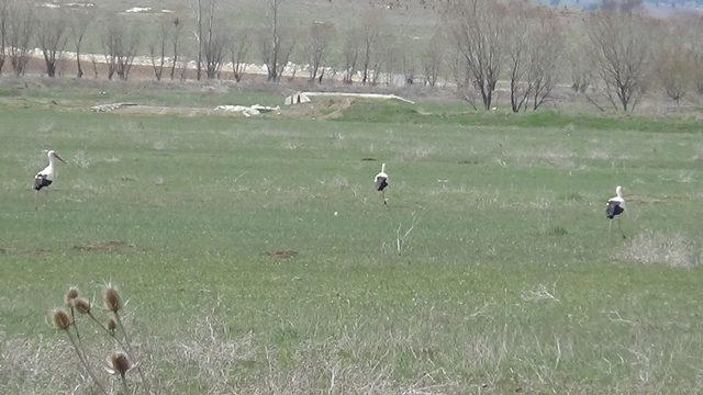 Göç eden Leylekler Aslanapa’da mola verdi