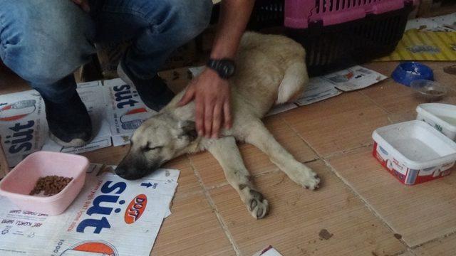 Ayağı kırılan köpek tedavi için özel nakil aracıyla İstanbul’a götürüldü