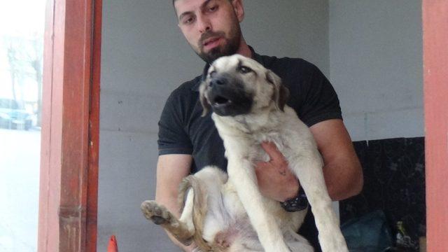 Ayağı kırılan köpek tedavi için özel nakil aracıyla İstanbul’a götürüldü