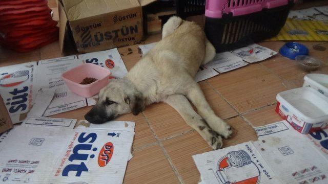 Ayağı kırılan köpek tedavi için özel nakil aracıyla İstanbul’a götürüldü