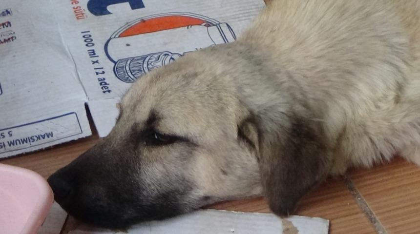 Ayağı kırılan k&ouml;pek tedavi i&ccedil;in &ouml;zel nakil aracıyla İstanbul&rsquo;a g&ouml;t&uuml;r&uuml;ld&uuml;