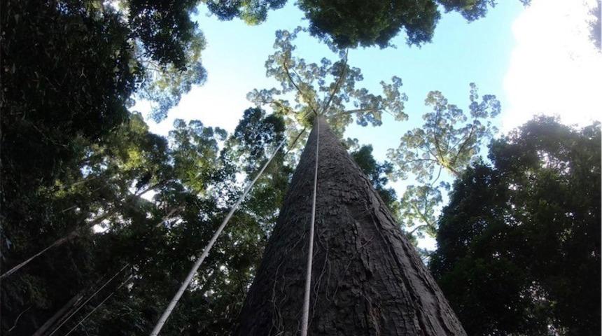 Malezya'da dünyanın en uzun tropikal ağacı bulundu