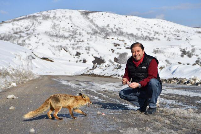 CHP'li başkan, yolda karşılaştığı tilkiyi besledi