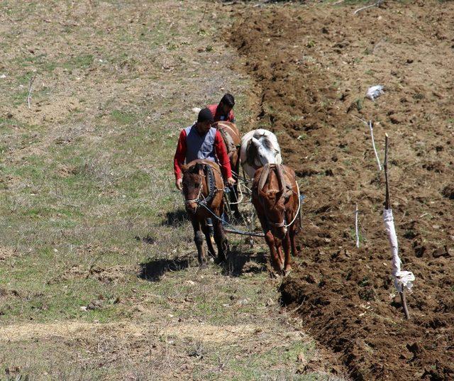 Aydın dağlarında at ve öküzler tarım için mesaiye başladı