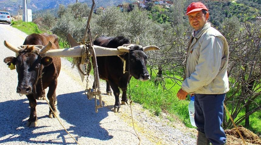 Aydın dağlarında at ve öküzler tarım için mesaiye başladı