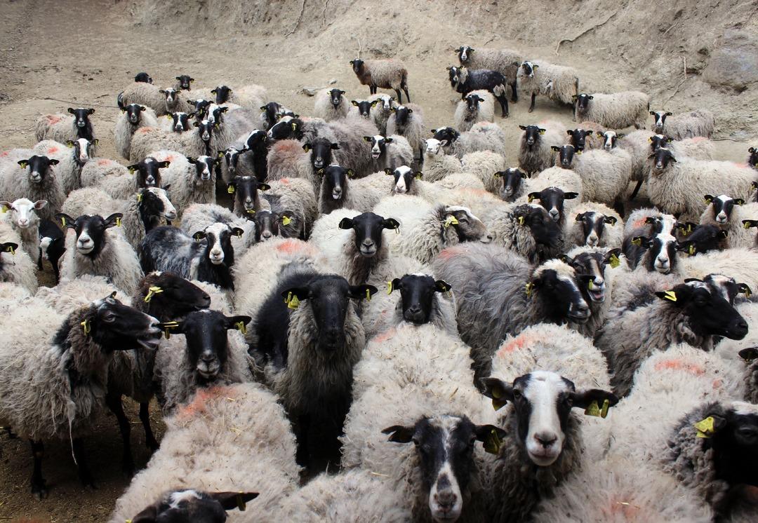 Almak isteyen 4 ay &ouml;nceden sıraya giriyor!