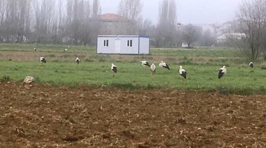 A&ccedil; leylekler yiyecek arayışında