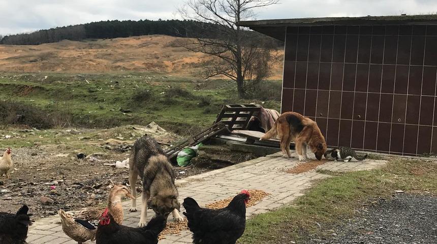 Atatürk Havalimanı’ndaki hayvanlar unutulmadı 