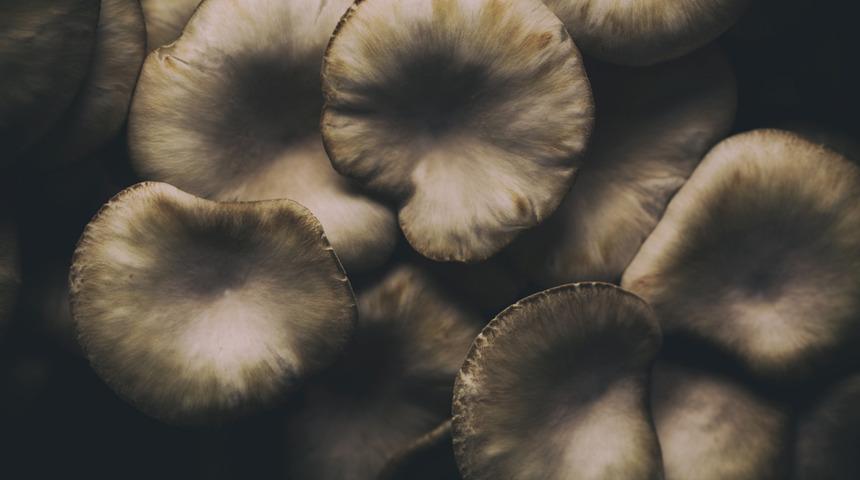 Kırmızı et kadar değerli! İstiridye mantarı yemeniz için 5 etkili neden