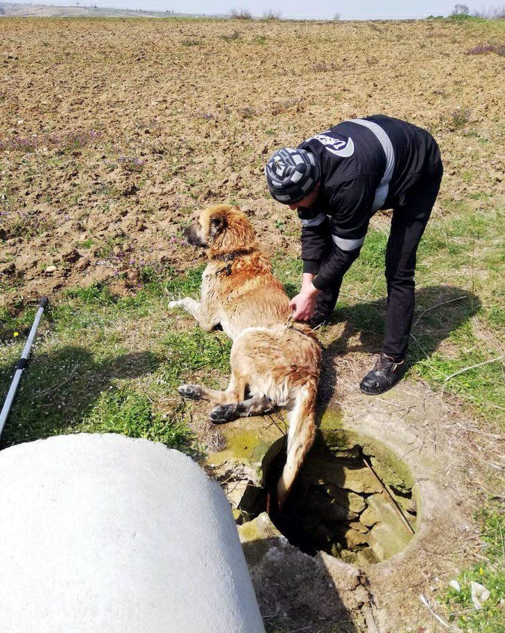 Su kuyusuna düşen köpeği itfaiye kurtardı