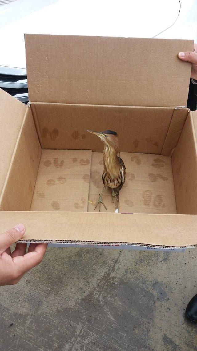 Hint Gölet Balıkçıl Kuşu, cezaevi bahçesine indi