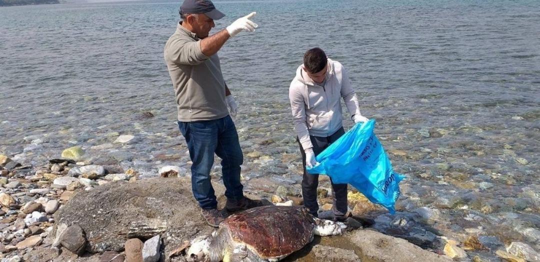 G&uuml;zel&ccedil;amlı&rsquo;da sahile iki caretta caretta &ouml;l&uuml;s&uuml; vurdu