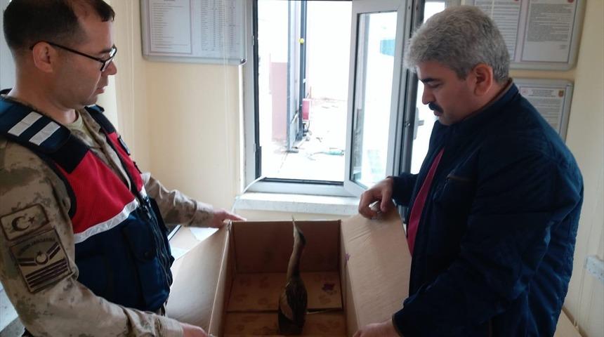 Yaralı Hint gölet balıkçıl kuşu cezaevine düştü