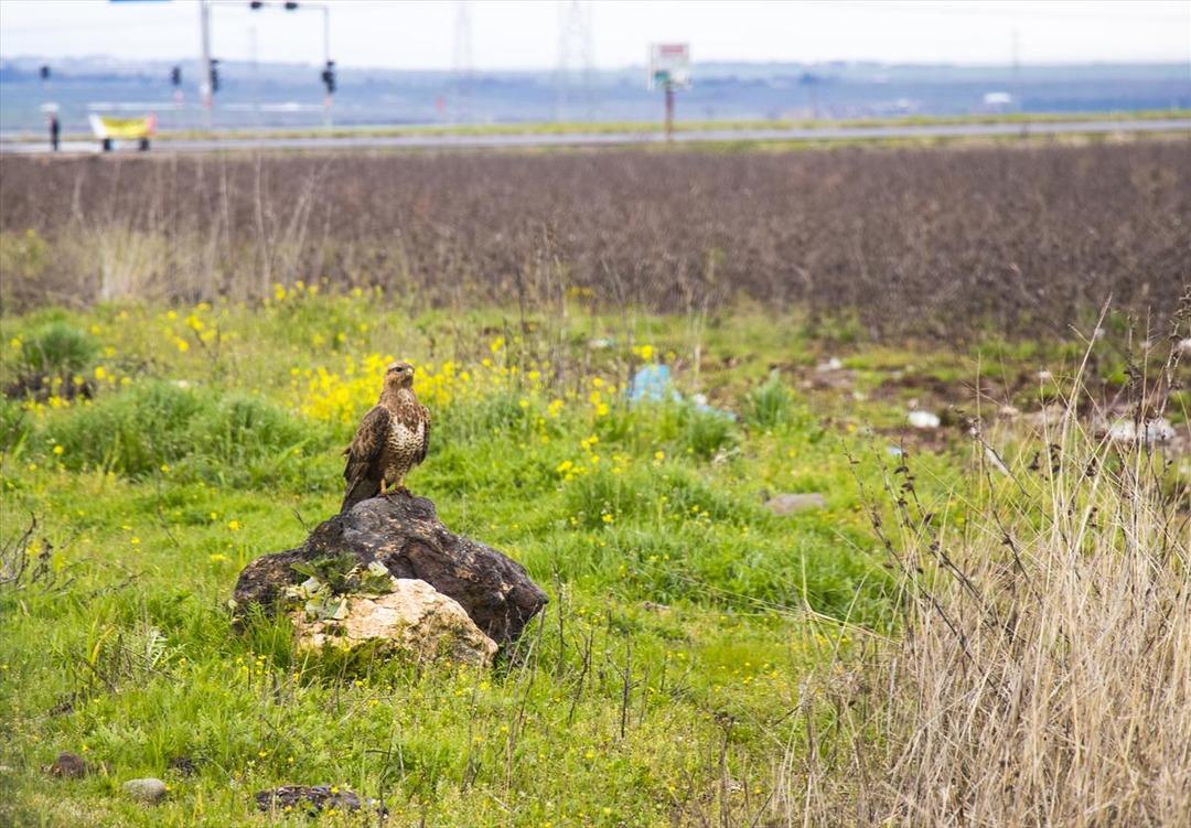 Diyarbakır şahinlere ev sahipliği yapıyor 