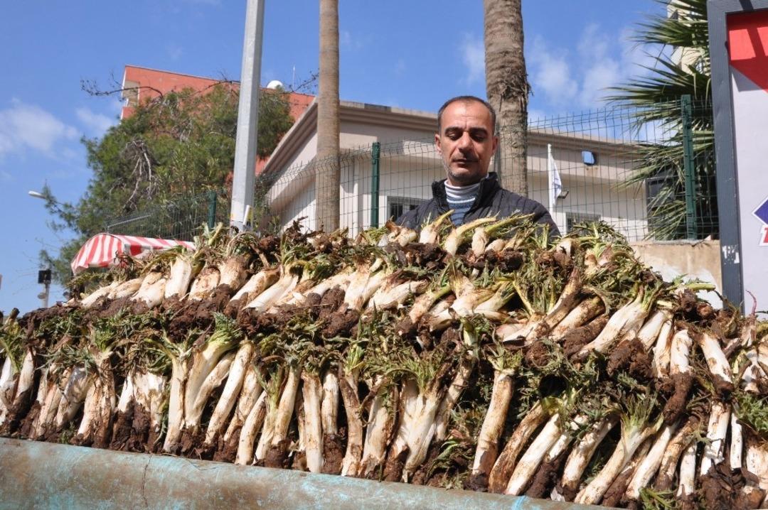 Baharla birlikte kenger g&ouml;r&uuml;c&uuml;ye &ccedil;ıktı