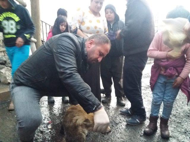 Köpeklerin saldırdığı yavru tilki kurtarıldı