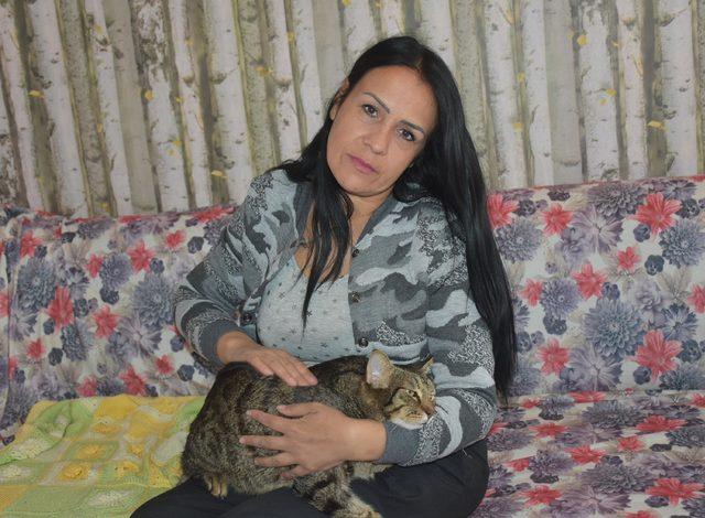 Kemik kanseri nedeniyle felç kalan kedi, sevgiyle yaşıyor