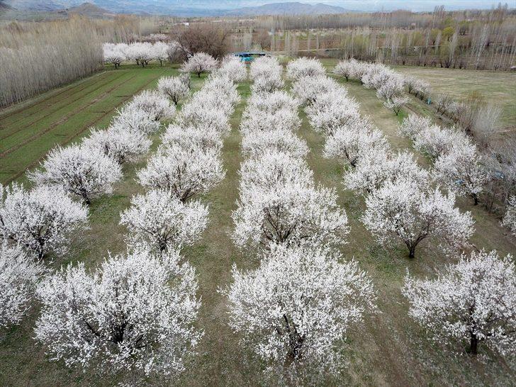 Çiçek açan kayısı ağaçları gelinlik giydi  G1
