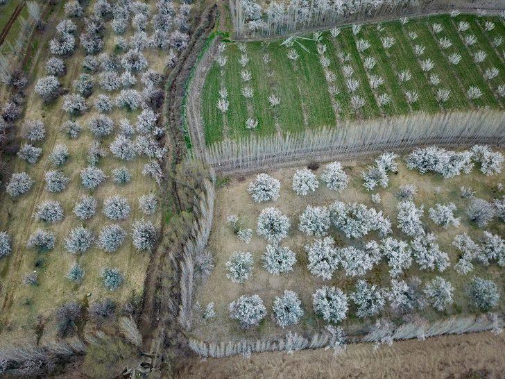 Çiçek açan kayısı ağaçları gelinlik giydi  G2