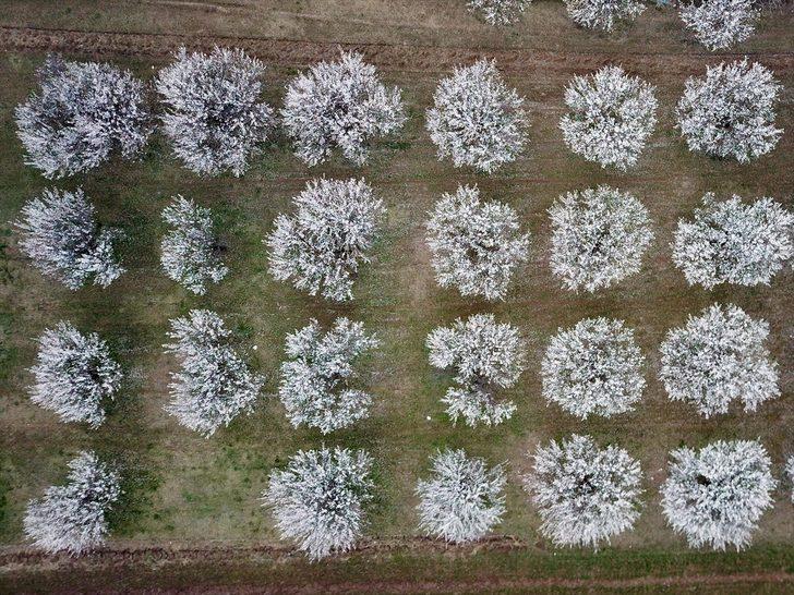 Çiçek açan kayısı ağaçları gelinlik giydi  G3