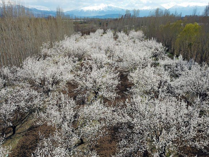 Çiçek açan kayısı ağaçları gelinlik giydi  G4