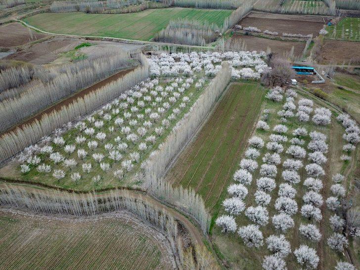 Çiçek açan kayısı ağaçları gelinlik giydi  G5