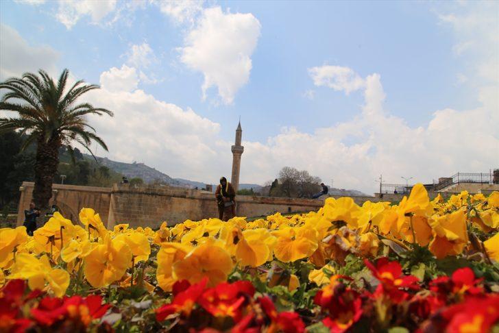  Balıklıgöl Yerleşkesi'nde ilkbahar güzelliği  G4