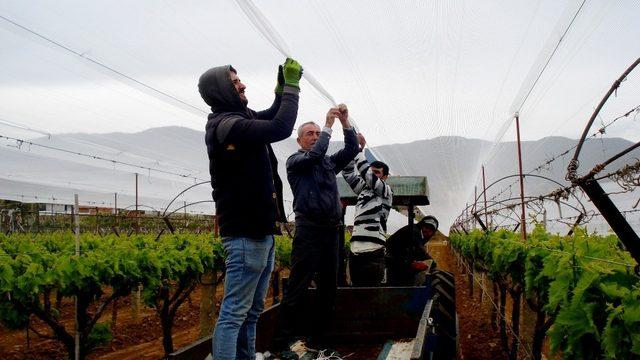 Sarıgöl’de üzüm bağlarına dolu önlemi