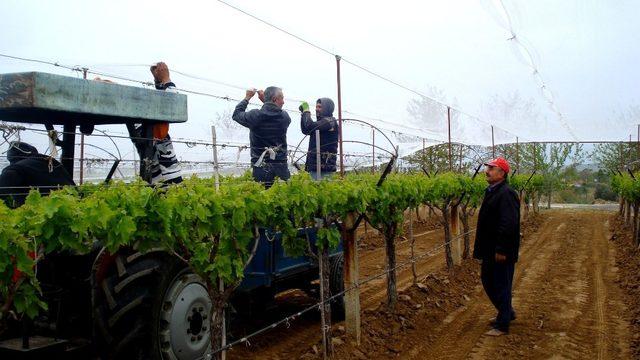 Sarıgöl’de üzüm bağlarına dolu önlemi