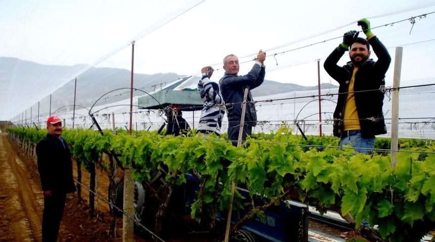 Sarıgöl’de üzüm bağlarına dolu önlemi