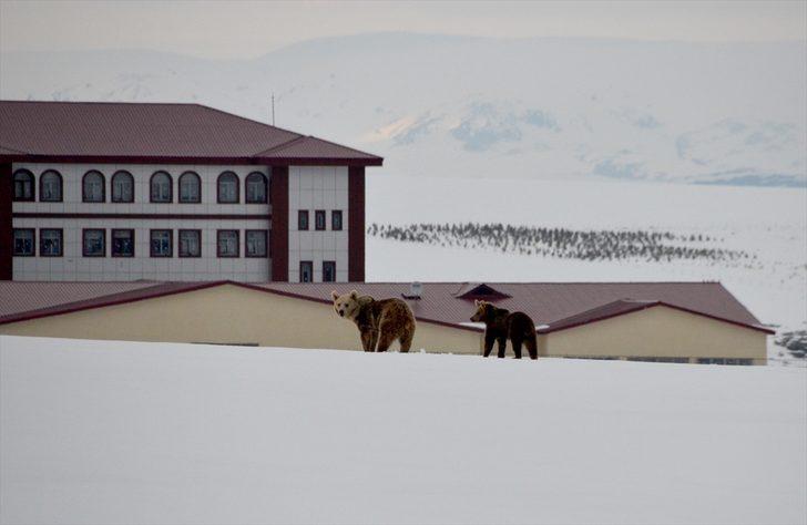 Kış uykusundan uyanan bozayı, yavrusunu ilçe turuna çıkardı  G3
