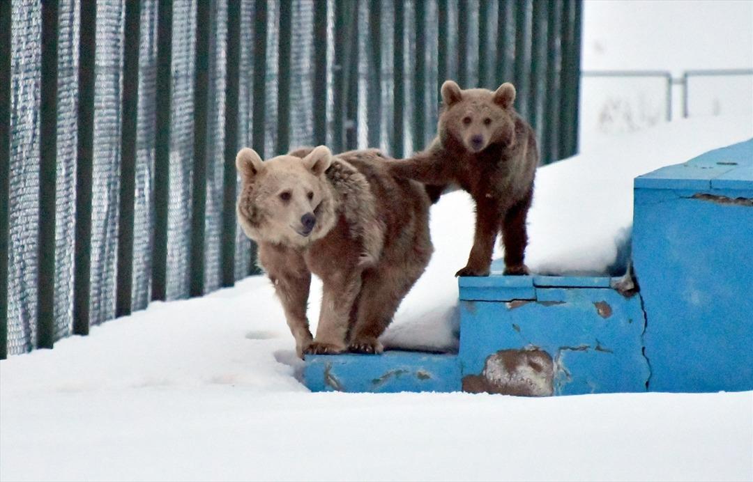 Kış uykusundan uyanan bozayı, yavrusunu il&ccedil;e turuna &ccedil;ıkardı 